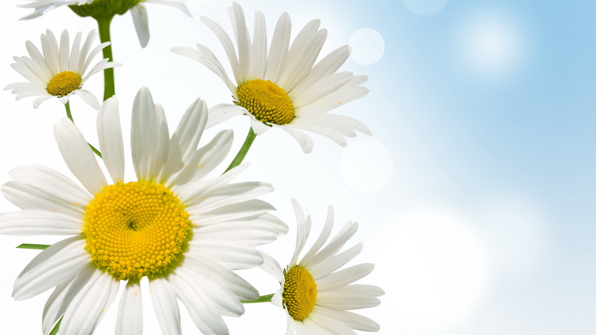 april  showers bring may flowers daisies download wallpaper